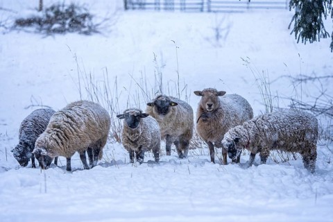 Winter weather, blowing snow, sheep on a snowy pasture, looking for food, thick fur, Elfringhauser