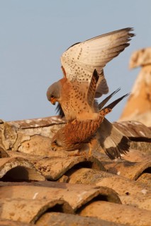 Lesser Kestrel (Falco naumanni), pair mating, Castile-La Mancha