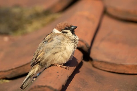 Tree sparrow (Passer montanus) adult bird on a building roof, England, United Kingdom