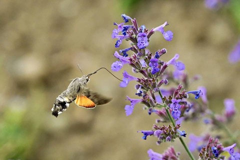 Star-tailed hummingbird (Macroglossum stellatarum), feeding on nectar from a catmint (Nepeta x
