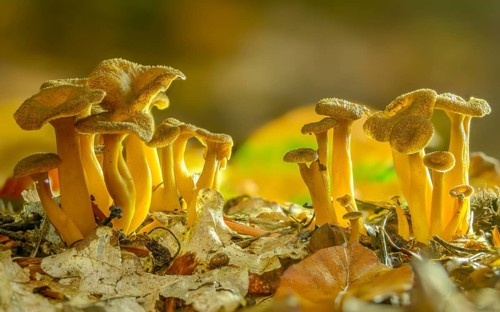Cantharellus infundibuliformis, craterellus tubaeformis, pierced larch, funnel chanterelle,