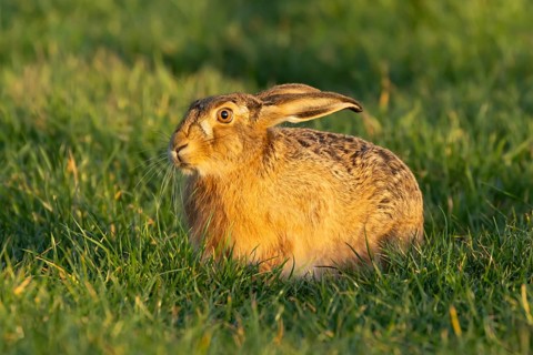 European brown hare (Lepus europaeus) adult animal in a farmland cereal crop in spring, England,