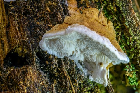 Antrodia serialis, Neoantrodia serialis, Polyporus callosus, Polyporus serialis, rowed brown rot,