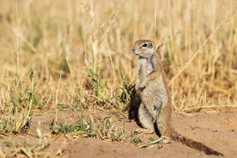 Cape Ground Squirrel (Xerus inauris). Female. Kalahari Desert, Kgalagadi Transfrontier Park, South