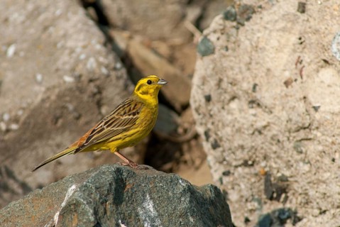 Emberiza citrinella, goldammer, yellowhammer, birds, male, passeri, songbirds, birds