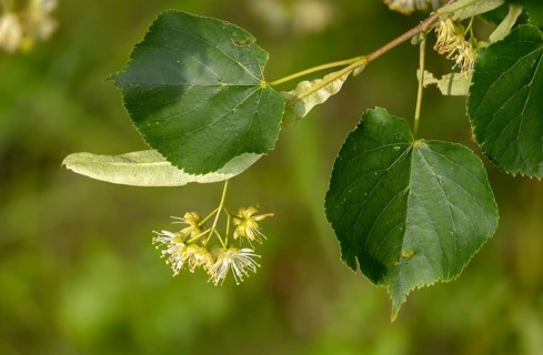 Linden plant, stone linden, tilia cordata, tiliaceae, winter linden, tree, trees, flora,
