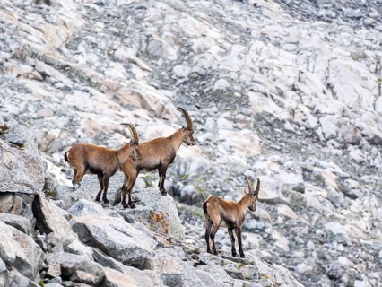 Ibex (Capra ibex), Venediger Group, Hohe Tauern National Park, Salzburg, Austria