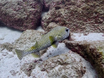 Spot-fin porcupinefish (Diodon hystrix) swimming over a sandy seabed amongst rocks, Sombrero Reef