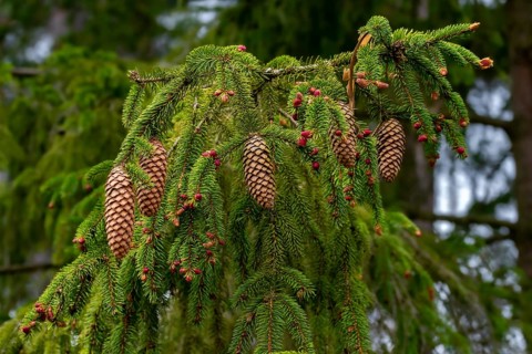 Common spruce, pine family, picea abies, pinaceae, tree, flower, trees, spruce, flora, plants,