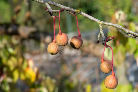 Seed capsules from the handkerchief tree (Davidia involucrata), North Rhine-Westphalia, Germany