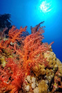 Backlit underwater photograph of soft corals (Dendronephthya) growing on an intact, living, healthy