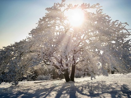 Idyllic winter landscape with an oak tree covered in snow and hoarfrost, sunbeams, casting shadows,