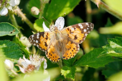 A Painted lady butterfly (Vanessa cardui) butterfly with orange wings and black and white patterns
