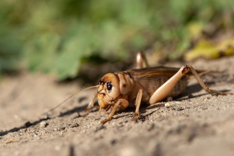 Brachytrupes Megacephalus, Giant Cricket, Granelli, Gryllus Megacephalus, Italy, Pantani Cuba and