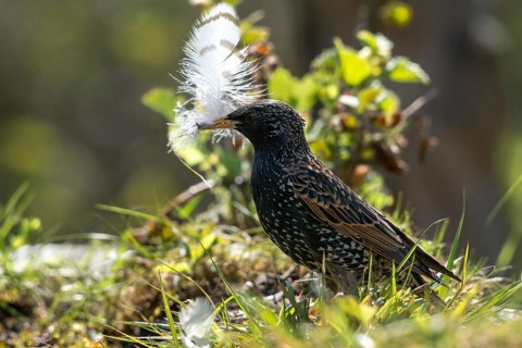 Starling, Sturnus vulgaris, birds, feather, nest building, passeri, songbirds, birds