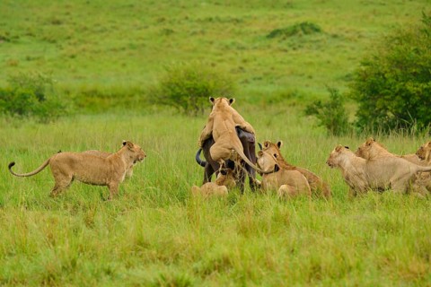 A pride of lions attacks a buffalo in open grassland, lion (Panthera leo), Cape buffalo (Syncerus