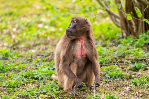 Gelada (Theropithecus gelada) female sitting on the ground, captive, distribution africa