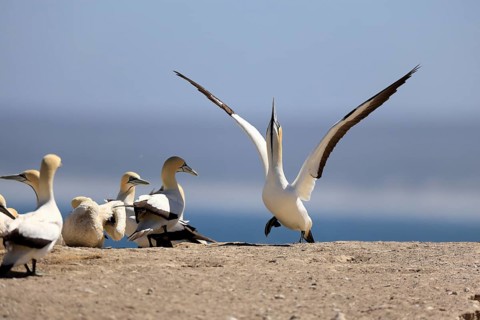 Cape Gannet (Morus capensis), adult, in flight, taking off, flying away, on land, coast, beach,