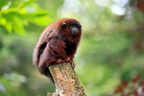 Coppery titi (Plecturocebus cupreus, syn.: Callicebus cupreus), adult, alert, sitting, tree trunk,