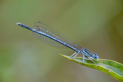 Feather dragonfly, platycnemis pennipes, white-legged damselfly, damselflies, dragonflies, insects,