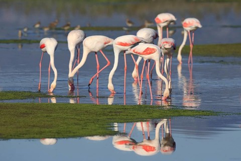 Greater Flamingo (Phoenicopterus roseus) group foraging in shallow water, Greece