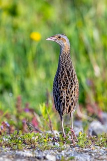 Corn crake, corncrake, landrail (Crex crex, Rallus crex) adult male foraging in field, meadow in