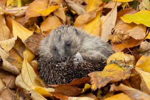 European hedgehog (Erinaceus europaeus) adult animal resting on fallen autumn colour leaves,