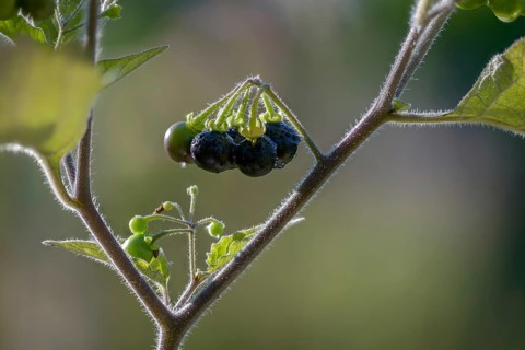 European black nightshade, nightshade, black nightshade, black nightshade, solanaceae, solanum