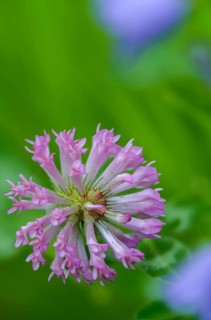 Fabaceae, medium clover, butterflies, trifolium medium, zigzag clover, flora, high size, portrait,
