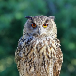 Eurasian eagle-owl (Bubo bubo), animal portrait, Rhineland-Palatinate, Germany