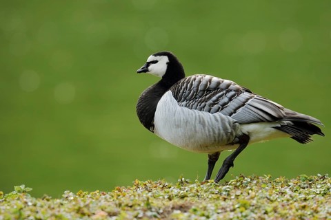 Barnacle Goose (Branta leucopsis), North Rhine-Westphalia, Germany