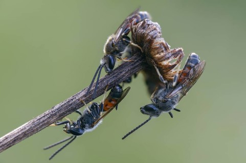 Apidae, bees, furrow bee, common narrow bee, hymenoptera, lasioglossum calceatum, narrow bee,