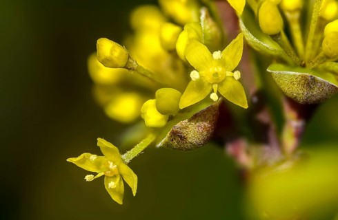 Cornaceae, cornus mas, dürlitz, European cornel, dogwood family, herlitze, hirlnut, cornelian,
