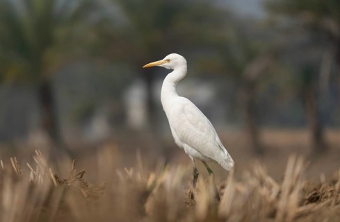 Cattle Egret (Bubulcus ibis) standing in a harvested paddy field, Sreepur, Gazipur, Bangladesh