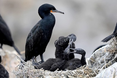 Cape cormorant (Phalacrocorax capensis), adult, chicks, nest, on rocks, Betty's Bay, Stony Point