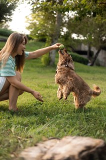 Dog jumping towards a ball held by a woman in a sunny park setting