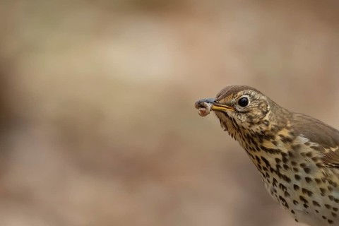 Song thrush (Turdus philomelos) adult bird carrying worms for food in its beak, England, United