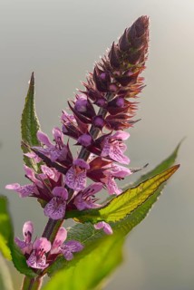Bloodwillow, Lythraceae, Lythrum salicaria, willow plants, flora, high size, portrait, plants,