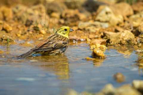 Emberiza Citrinella, Yellowhammer, Yellowhammer, Bath, Bird Bath, Birds, Male, Mirror, Male,