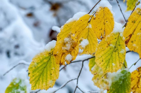 Autumn, detail, autumn, autumn leaves, snow, snow