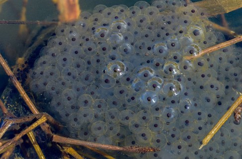 Agile frog, bufo bufo, common toad, rana dalmatina, jumping frog, amphibians, amphibians, frog,