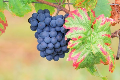 Grapes on the vine, Pinot Noir or Pinot Noir grape variety, Alsace, Grand Est, France