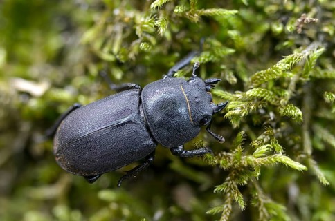 Beetle beetle, dorcus parallelipipedus, lesser stag beetle, beetle, coleoptera, insects, beetles