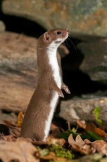 Carnivora, least weasel, mouse weasel, mustela nivalis, predators, high size, portrait format,