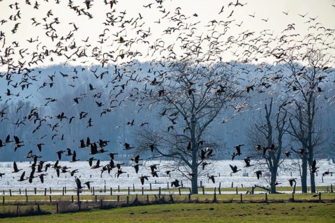 Bislicher Insel, nature reserve on the Rhine, Altrheinarm, near Xanten, Lower Rhine, Wesel
