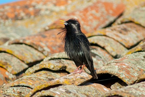 Monochrome starling, spotless starling, sturnus unicolor, birds, extremadura, passeri, songbirds,