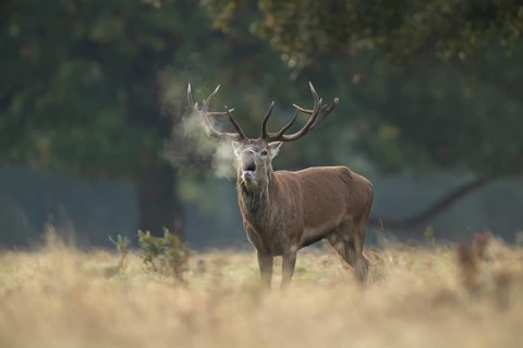 Red deer (Cervus elaphus) adult male stag animal roaring with its mouth open during the annual rut