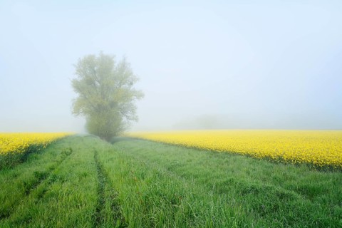 White willow (Salix alba) and a field of flowering rapeseed (Brassica napus) in the morning mist,