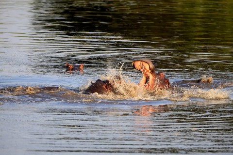 Hippopotamus (Hippopotamus amphibius), two adults, in the water, fighting, Kruger National Park,