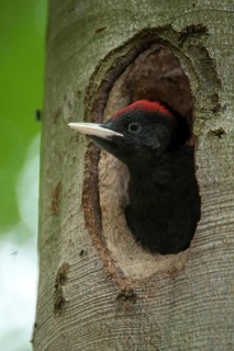 Black Woodpecker, Dryocopus Martius, Black Woodpecker, Birds, Adolescent, High Size, Portrait,